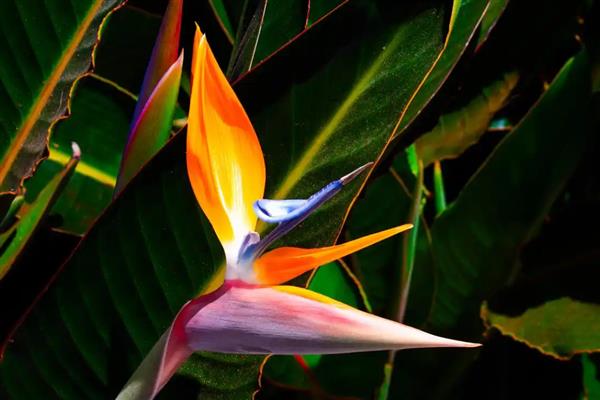 天堂鸟可以养在卧室吗,不适合放在卧室养