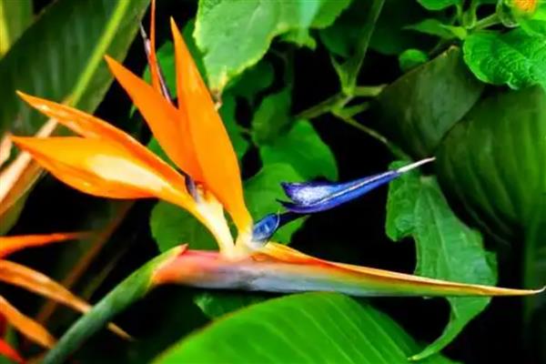 天堂鸟可以养在卧室吗,不适合放在卧室养