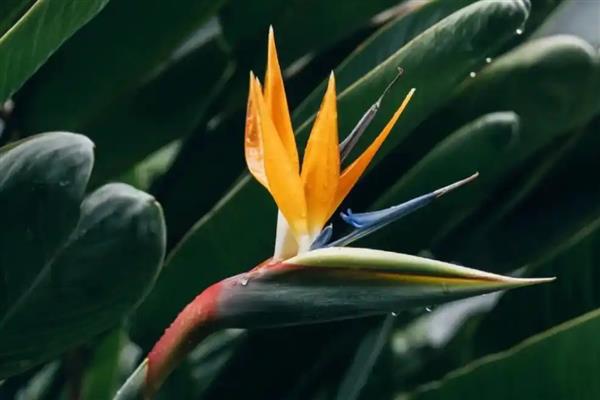 天堂鸟可以养在卧室吗,不适合放在卧室养