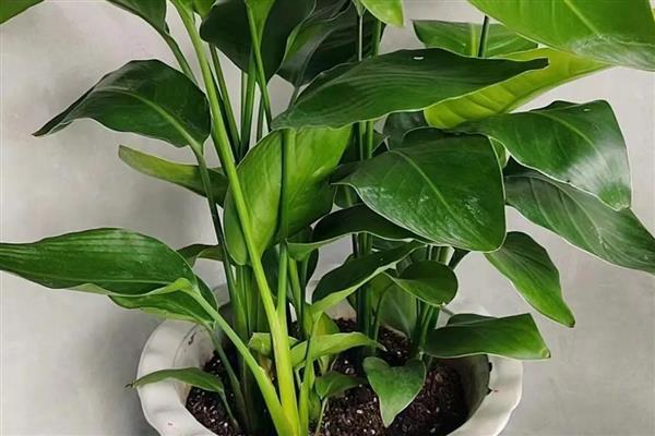 天堂鸟可以养在卧室吗,不适合放在卧室养