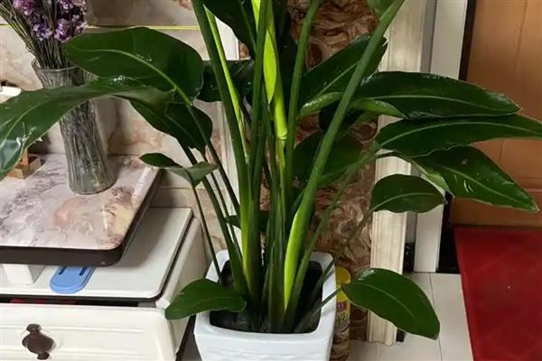 天堂鸟可以养在卧室吗,不适合放在卧室养