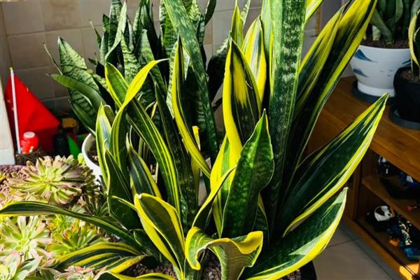 虎皮兰怎么养，夏季要每天浇水一次