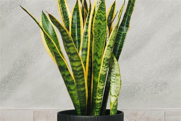 虎皮兰怎么养，夏季要每天浇水一次