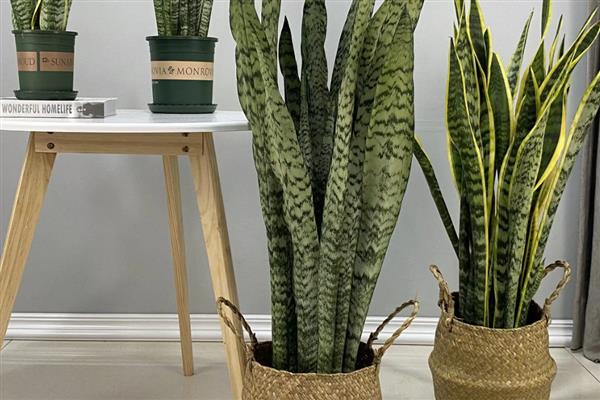 虎皮兰怎么养，夏季要每天浇水一次