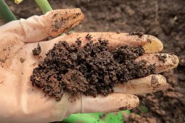 虎皮兰怎么养，夏季要每天浇水一次