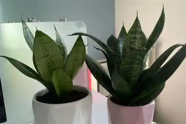 虎皮兰怎么养，夏季要每天浇水一次