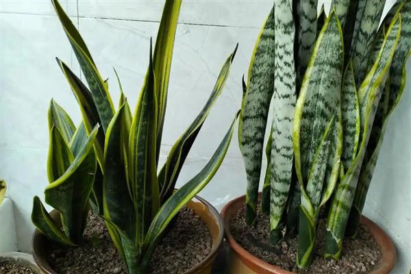 虎皮兰怎么养，夏季要每天浇水一次