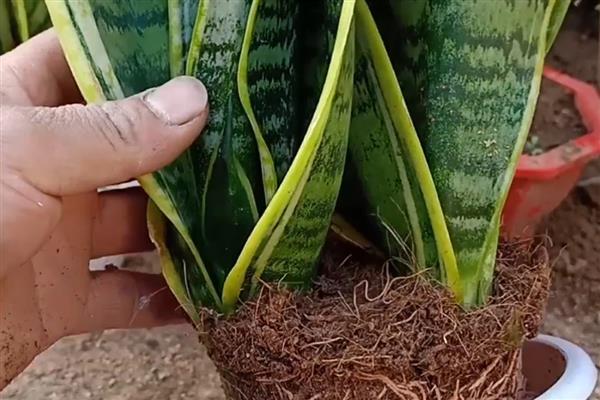 虎皮兰怎么养，夏季要每天浇水一次