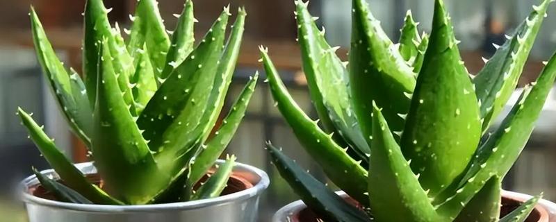 芦荟能不能用营养土栽培,营养土可以自行配制