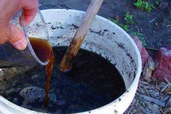 草木灰怎样杀虫又省钱,用10公斤草木灰兑水50公斤