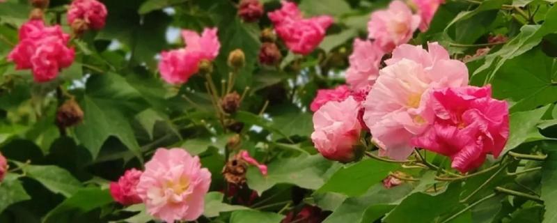 将芙蓉花养得枝繁叶茂的方法,植株生长期间应勤施薄肥