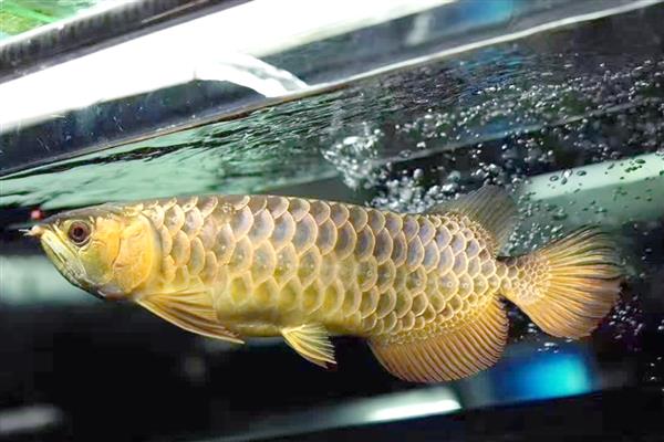 龙鱼不打氧气能坚持多久,一般只能坚持2天