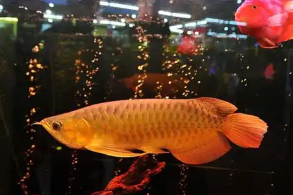 龙鱼不打氧气能坚持多久,一般只能坚持2天