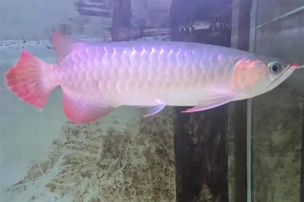 龙鱼不打氧气能坚持多久,一般只能坚持2天