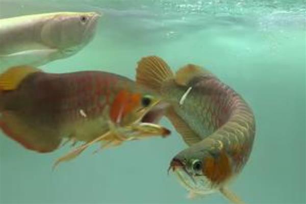 龙鱼不打氧气能坚持多久,一般只能坚持2天