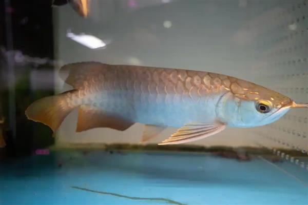 龙鱼不打氧气能坚持多久,一般只能坚持2天