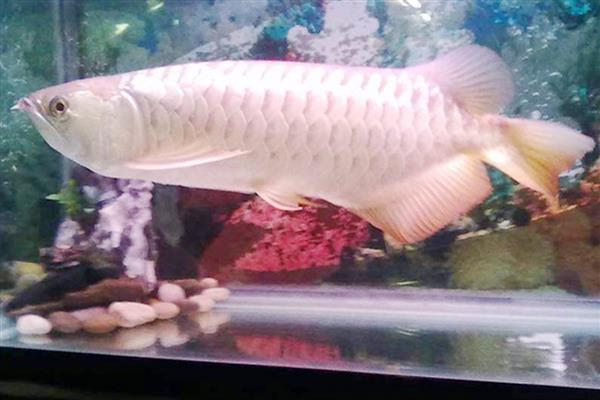 龙鱼不打氧气能坚持多久,一般只能坚持2天