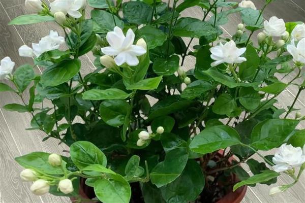 盆栽茉莉可以用什么土壤养殖，为其提供疏松肥沃的酸性土壤