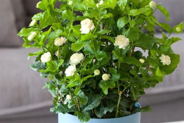 盆栽茉莉可以用什么土壤养殖，为其提供疏松肥沃的酸性土壤