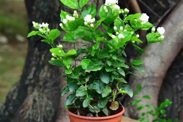 盆栽茉莉可以用什么土壤养殖，为其提供疏松肥沃的酸性土壤