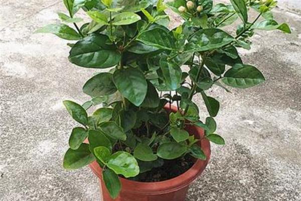 盆栽茉莉可以用什么土壤养殖，为其提供疏松肥沃的酸性土壤