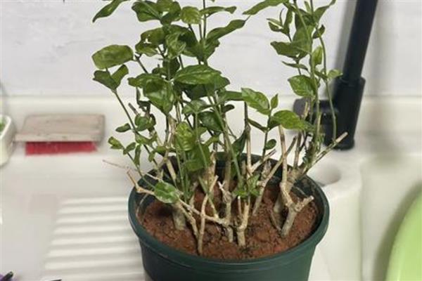 盆栽茉莉可以用什么土壤养殖，为其提供疏松肥沃的酸性土壤