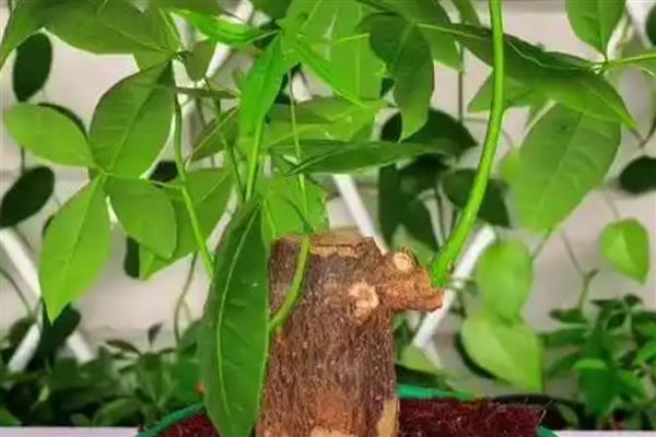 发财树如何修剪，可以在每年的春季进行