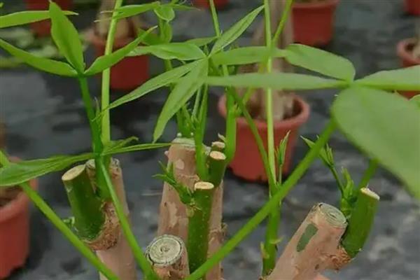 发财树如何修剪，可以在每年的春季进行