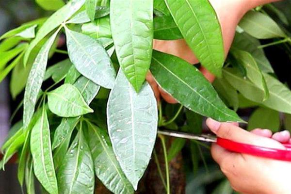 发财树如何修剪，可以在每年的春季进行