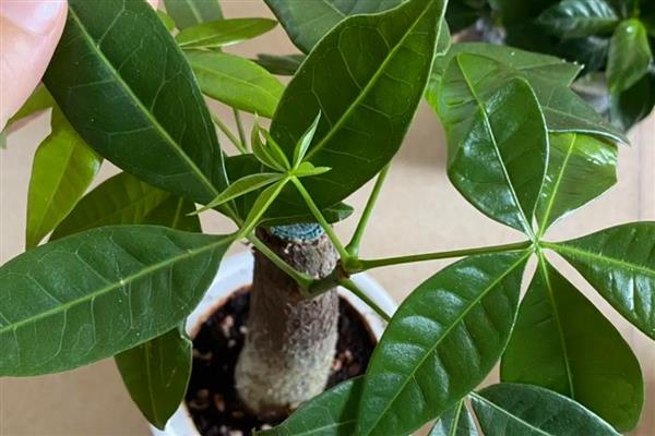 发财树如何修剪，可以在每年的春季进行