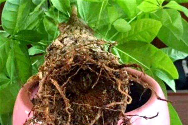 发财树如何修剪，可以在每年的春季进行