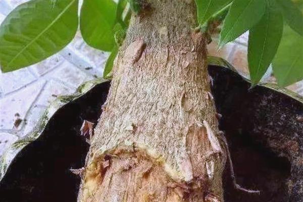 发财树如何修剪，可以在每年的春季进行