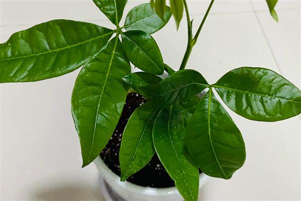 发财树如何修剪，可以在每年的春季进行