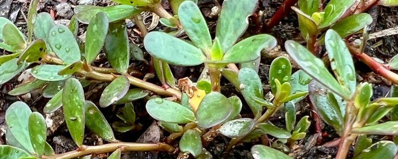 野菜有什么品种，常见马齿苋、苦菜、蒲公英等品种