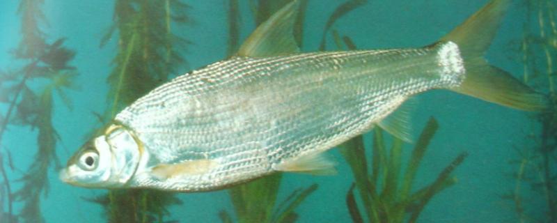 夏天什么时候适合钓土鲮鱼，早上、傍晚、晚上是最佳时间