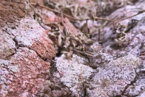 什么是土壤次生盐渍化，又称次生盐碱化