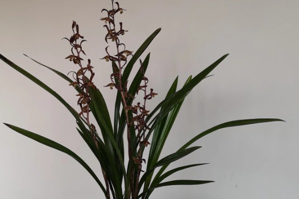 花卉墨兰的寓意，寓意淡泊、高雅等