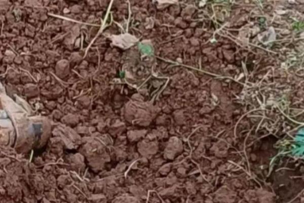 什么是土壤次生盐渍化，又称次生盐碱化