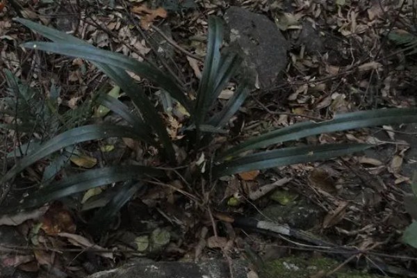 花卉墨兰的寓意，寓意淡泊、高雅等