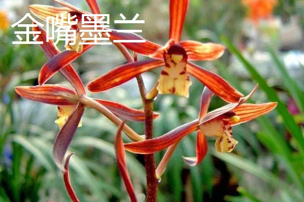 花卉墨兰的寓意，寓意淡泊、高雅等