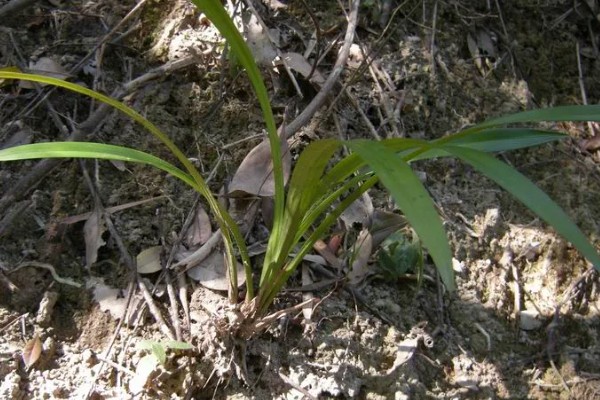 花卉墨兰的寓意，寓意淡泊、高雅等