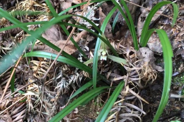 花卉墨兰的寓意，寓意淡泊、高雅等