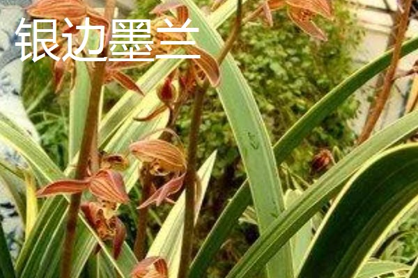 花卉墨兰的寓意，寓意淡泊、高雅等