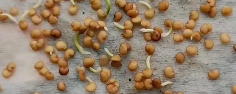 甜椒种子的催芽方法,洗净消毒后用清水浸种6-8小时
