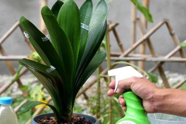 君子兰出现小黑飞虫如何解决,及时喷施杀虫剂并做好通风工作