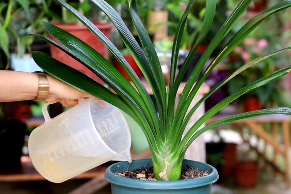 君子兰出现小黑飞虫如何解决,及时喷施杀虫剂并做好通风工作