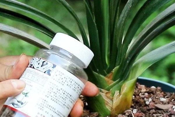 君子兰出现小黑飞虫如何解决,及时喷施杀虫剂并做好通风工作