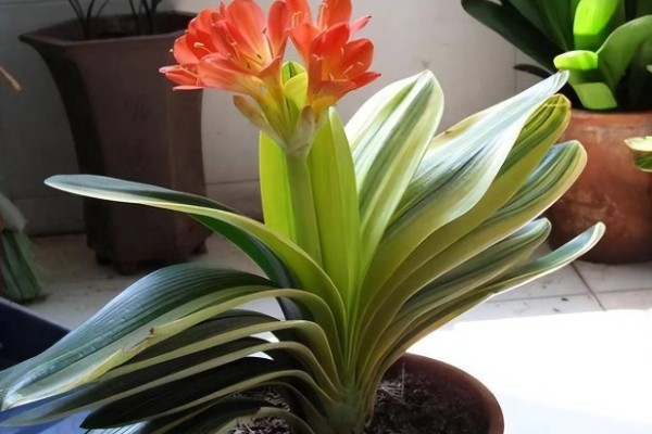 君子兰出现小黑飞虫如何解决,及时喷施杀虫剂并做好通风工作