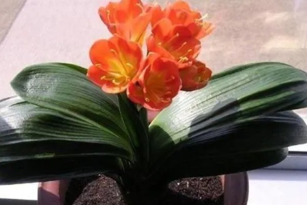 君子兰出现小黑飞虫如何解决,及时喷施杀虫剂并做好通风工作