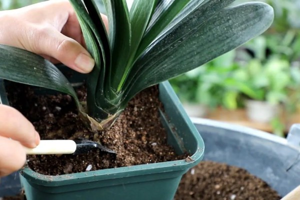 君子兰出现小黑飞虫如何解决,及时喷施杀虫剂并做好通风工作